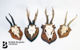 Hunting Deer Skull Trophies