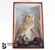 Taxidermy Green Woodpecker and Barn Owl