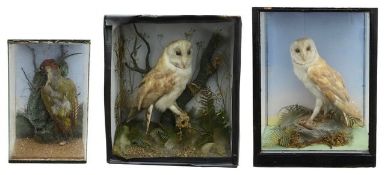 Taxidermy: two barn owls, and a European green woodpecker