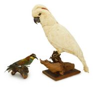 Taxidermy: a cockatoo and a European bee-eater