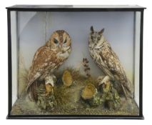 Taxidermy: a tawney owl and long-eared owl