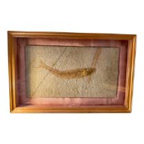 Jurassic fish fossil. Label to reverse reads 'Allothrissops Mesogastor (Agassig) U Jurassic,