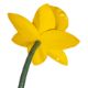 Mike Bliss (British, 20th Century) Daffodil floor lamp - Image 5 of 5
