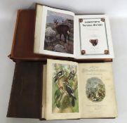 Book: Three Harmsworth Natural History books 1910