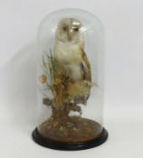 A Victorian taxidermied barn owl, 430mm tall