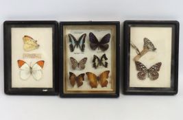 Three early 20thC. cased butterfly groups from Eas
