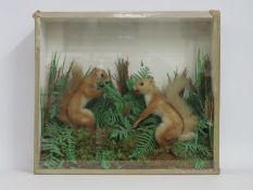 An early 20thC. cased taxidermy of two red squirre