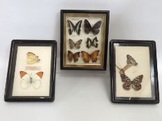 Three early 20thC. cased butterfly groups from Eas