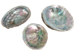 Three polished abalone pearl shells, largest 220mm