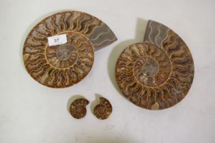 Two ammonite fossils, 20cm diameter, and two smaller