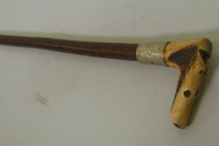 Antique hedgerow walking cane/crop with antler handle in the form of a dog's head incorporating a