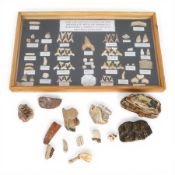 Framed display of Fish and Reptile Fossils of the Phosphate Mines or Morocco