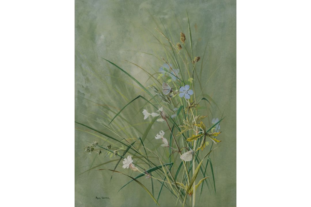Ann Soper (British 20th century): Butterfly among Wildflowers - Image 1 of 4