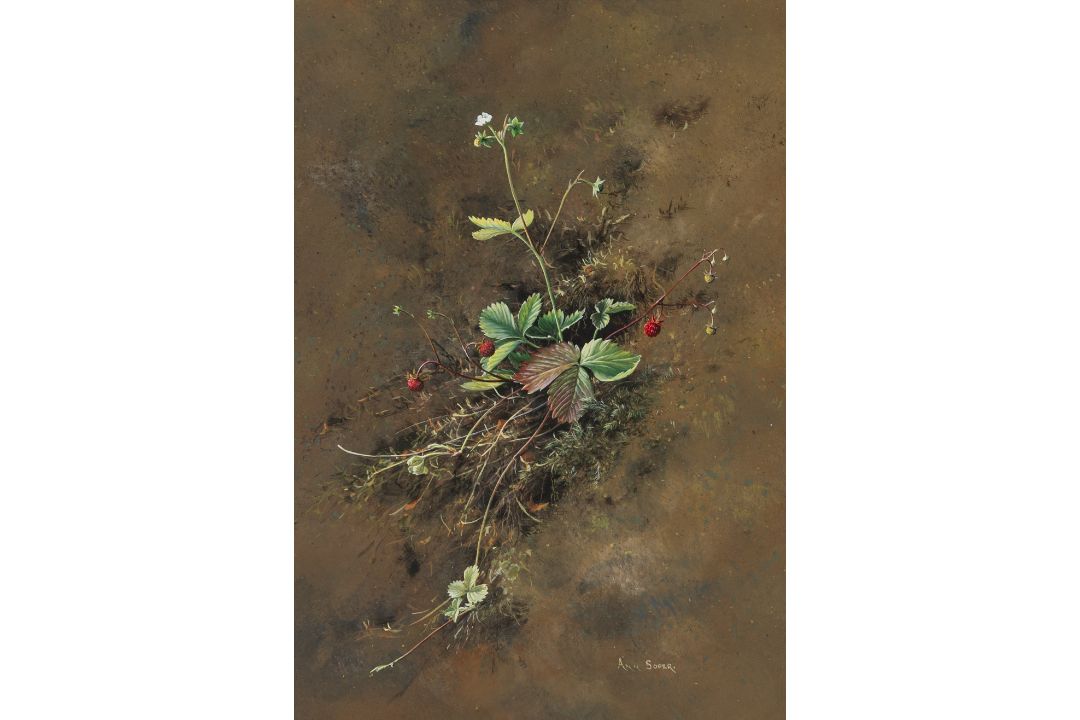 Ann Soper (British 20th century): Study of a Strawberry Plant - Image 1 of 4