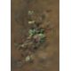 Ann Soper (British 20th century): Study of a Strawberry Plant - Image 1 of 4