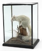 19th century taxidermy specimen of an albino squirrel housed in a four glass display case with