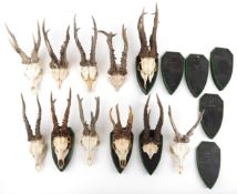 Collection of taxidermy interest antlers with skulls, the largest approximately 40cm in length.