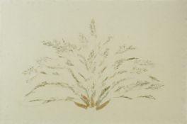 Large dried botanical grass specimen on textured hand made paper, mounted, framed and glazed, 92cm x