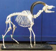 Taxidermy interest, skeleton of a male Sable Antelope, approximately 170cm high