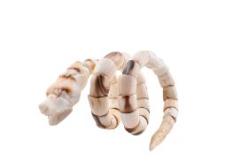 19TH CENTURY CARVED CORAL SERPENT BANGLE