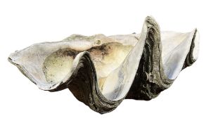 CONCHOLOGY - LATE 19TH CENTURY HALF GINAT CLAM SHELL (TRIDACNA GIGAS)
