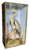 OF NATURAL/TAXIDERMY INTEREST - CASED GREY HERON ON NATURALISTIC GROUND