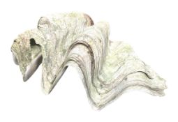 CONCHOLOGY - LATE 19TH CENTURY HAND GIANT CLAM SHELL (TRIDACNA GIGAS)