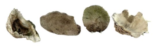 CONCHOLOGY - FOUR LATE 19TH/EARLY 20TH CENTURY CLAM SHELLS & OTHERS
