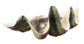 CONCHOLOGY - LATE 19TH CENTURY HALF GIANT CLAM SHELL (TRIDACNA GIGAS)