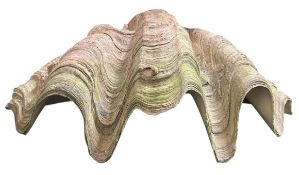 CONCHOLOGY - LATE 19TH CENTURY HALF GIANT CLAM SHELL (TRIDACNA GIGAS)