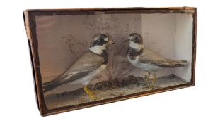 PAIR OF 20TH CENTURY TAXIDERMY RINGED PLOVER BIRDS