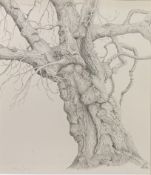 ANNE GIRLING (BRITISH CONTEMPORARY) - THE OLD OAK OF CHURCHILL HALL