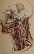 BRODIE, GORDON C. [1892] DISSECTIONS ILLUSTRATED, COLOUR PLATES