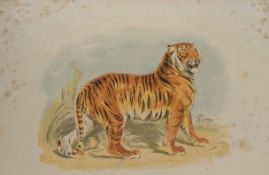 THE PICTORIAL MUSEUM OF ANIMATED NATURE, [c1856-58] CHARLES KNIGHT, ILLUSTRATED