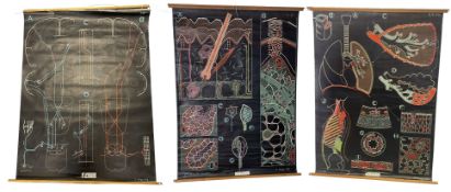 ADAM ROUILLY & CO - THREE MID CENTURY ANATOMICAL WALL CHARTS