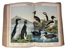 KIRBY, W. F.: 1889 NATURAL HISTORY OF THE ANIMAL KINGDOM, ILLUS. COLOUR PLATES