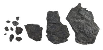 THREE SLATE FERN FOSSILS