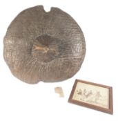 ORIGINAL SUDANESE OMDURMAN MAHDIST CAVALRY SHIELD