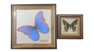 NATURAL INTEREST - TWO FRAMED 20TH CENTURY VINTAGE BUTTERFLY SPECIMENS