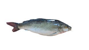 G D PARIS - 19TH CENTURY FRENCH MAJOLICA PORCELAIN FISH