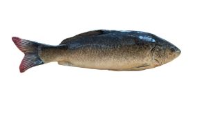19TH CENTURY FRENCH MAJOLICA PORCELAIN FISH