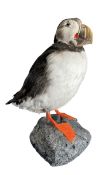 OF NATURAL HISTORY/TAXIDERMY INTEREST - ATLANTIC PUFFIN - 20TH CENTURY TAXIDERMY