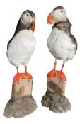 NATURAL/TAXIDERMY INTEREST - ATLANTIC PUFFIN - PAIR OF STANDING PUFFINS