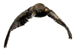 TAXIDERMY/NATURAL HISTORY INTEREST - COMMON RAVEN IN FLYING POSITION