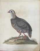 WILLIAM HAYES (B. 1729-1799) - BARBARY PARTRIDGE WATERCOLOUR PAINTING