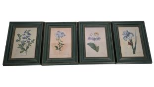 P J REDOUTE - A SET OF FOUR FRAMED & GLAZED PRINTS OF BOTANICAL FLOWERS