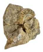 VERY LARGE AMMONITE FOSSIL
