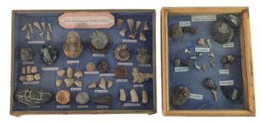 PRIMITIVE ANIMALS & PHOSPHAT FOSSILS - TWO DISPLAY CASES OF SPECIMENS