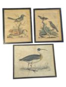 COLLECTION OF THREE 18TH / 19TH CENTURY BIRD ENGRAVINGS