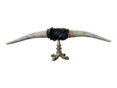 20TH CENTURY LARGE TAXIDERMY BULL HORN ON BRASS STAND